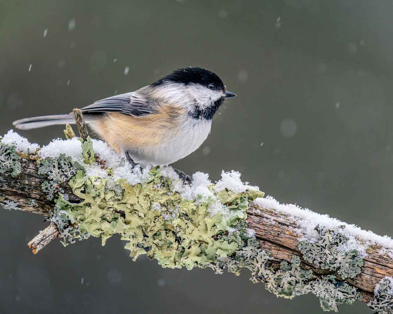 black-capped-chickadea-winter