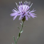 Invasive Plant Pulls